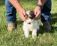 Jr, a male Goldendoodle and Labradoodle for sale in Festus, MO – 3 of 7