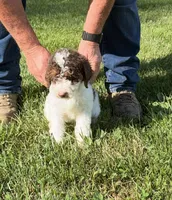 Jr, a male Goldendoodle and Labradoodle for sale in Festus, MO – 2 of 7