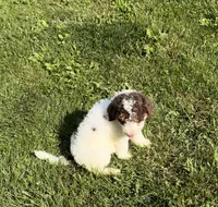 Jr, a male Goldendoodle and Labradoodle for sale in Festus, MO – 4 of 7