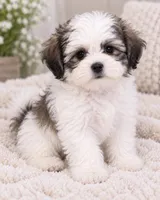 Mocha, a female Bichon Frise and Shih Tzu for sale in Hampton, GA – 4 of 5