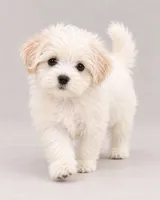Snowey, a female Bichon Frise and Shih Tzu for sale in Hampton, GA – 5 of 5