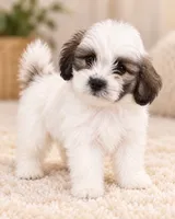 Shadow, a female Bichon Frise and Shih Tzu for sale in Hampton, GA – 4 of 4