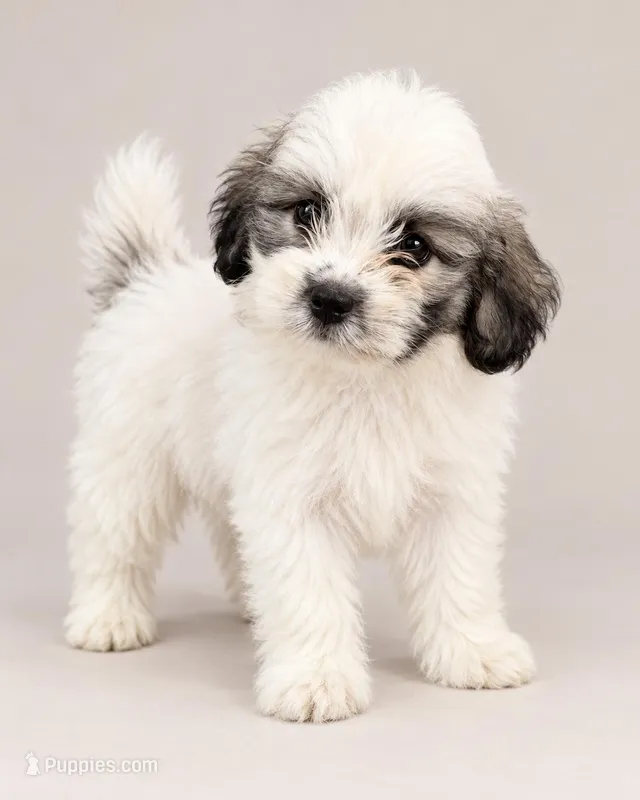 Shadow – Bichon Frise, Shih Tzu puppy for sale in Hampton, GA