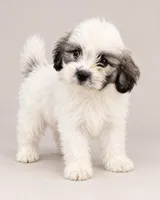 Shadow, a female Bichon Frise and Shih Tzu for sale in Hampton, GA – 1 of 4