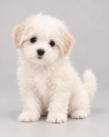 Snowey, a female Bichon Frise and Shih Tzu for sale in Hampton, GA – 2 of 5