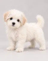 Snowey, a female Bichon Frise and Shih Tzu for sale in Hampton, GA – 4 of 5