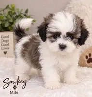 smokey, a male Bichon Frise and Shih Tzu for sale in Hampton, GA – 3 of 3