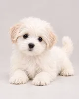Snowey, a female Bichon Frise and Shih Tzu for sale in Hampton, GA – 3 of 5