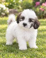 Shadow, a female Bichon Frise and Shih Tzu for sale in Hampton, GA – 2 of 4