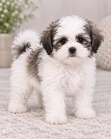 Mocha, a female Bichon Frise and Shih Tzu for sale in Hampton, GA – 3 of 5