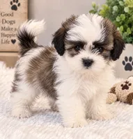 smokey, a male Bichon Frise and Shih Tzu for sale in Hampton, GA – 2 of 3