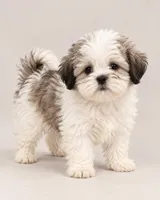 Patches, a female Bichon Frise and Shih Tzu for sale in Hampton, GA – 1 of 5