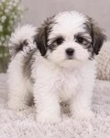 Mocha, a female Bichon Frise and Shih Tzu for sale in Hampton, GA – 5 of 5