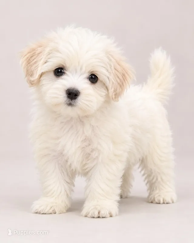 Snowey – Bichon Frise, Shih Tzu puppy for sale in Hampton, GA