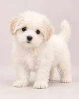 Snowey, a female Bichon Frise and Shih Tzu for sale in Hampton, GA – 1 of 5