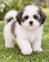 Patches, a female Bichon Frise and Shih Tzu for sale in Hampton, GA – 2 of 5