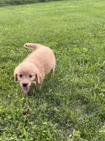Red Female Pup, a female Golden Retriever for sale in Center, MO – 8 of 9