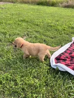 Red Female Pup, a female Golden Retriever for sale in Center, MO – 5 of 9