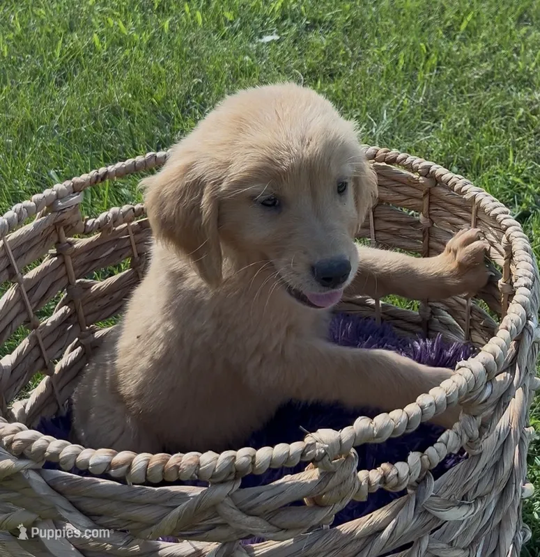 Light Green Male Pup – Golden Retriever puppy for sale in Center, MO