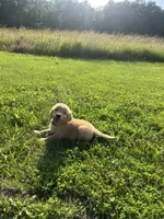 Blue Male Pup, a male Golden Retriever for sale in Center, MO – 4 of 5