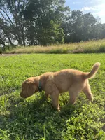 Green Male Pup, a male Golden Retriever for sale in Center, MO – 2 of 7