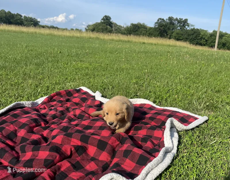 Blue Male Pup – Golden Retriever puppy for sale in Center, MO