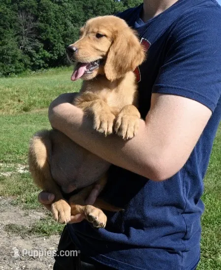 Green Male Pup – Golden Retriever puppy for sale in Center, MO