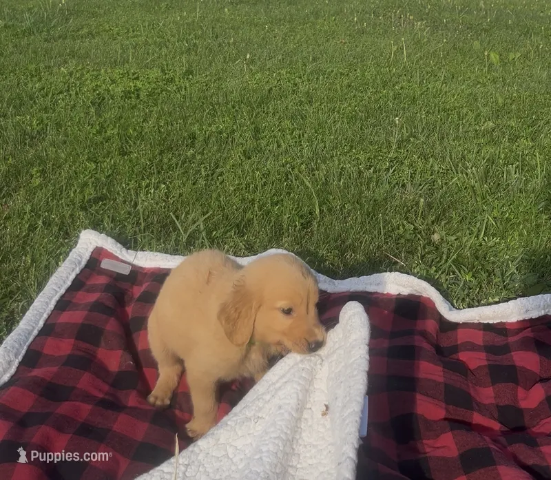 Light Green Male Pup – Golden Retriever puppy for sale in Center, MO