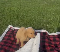 Light Green Male Pup, a male Golden Retriever for sale in Center, MO – 1 of 3