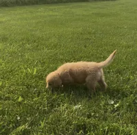 Red Female Pup, a female Golden Retriever for sale in Center, MO – 1 of 9
