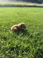 Green Male Pup, a male Golden Retriever for sale in Center, MO – 6 of 7