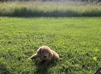 Green Male Pup, a male Golden Retriever for sale in Center, MO – 3 of 7