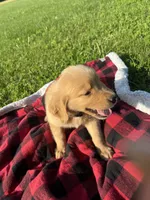 Blue Male Pup, a male Golden Retriever for sale in Center, MO – 2 of 5