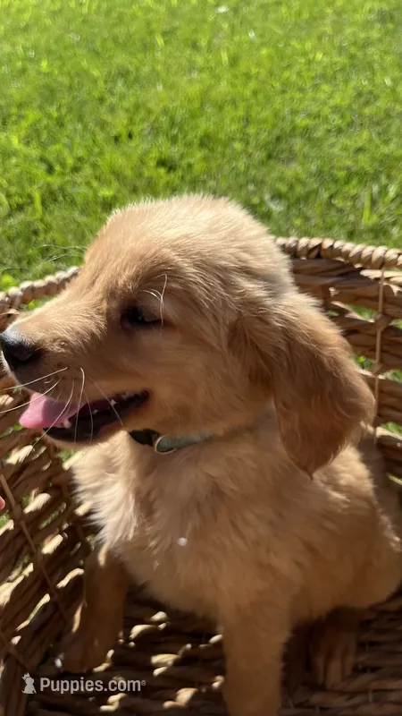Light Blue Male Pup – Golden Retriever puppy for sale in Center, MO