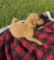 Yellow Female Pup, a female Golden Retriever for sale in Center, MO – 3 of 4