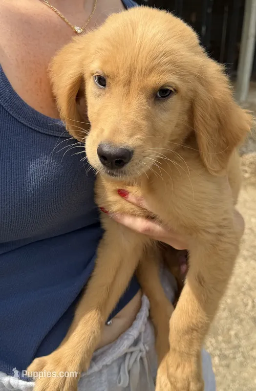 Light Green Male Pup – Golden Retriever puppy for sale in Center, MO