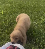 Red Female Pup, a female Golden Retriever for sale in Center, MO – 3 of 9
