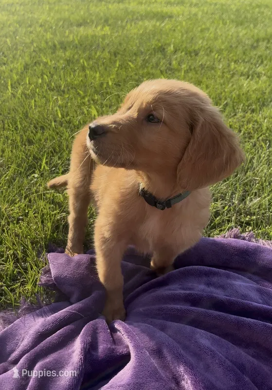 Green Male Pup – Golden Retriever puppy for sale in Center, MO