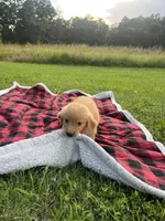 Red Female Pup, a female Golden Retriever for sale in Center, MO – 4 of 9