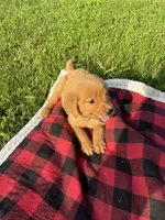 Purple Female Pup, a female Golden Retriever for sale in Center, MO – 2 of 9