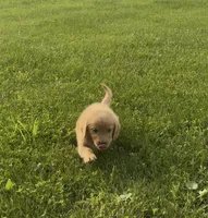 Red Female Pup, a female Golden Retriever for sale in Center, MO – 6 of 9