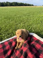 Purple Female Pup, a female Golden Retriever for sale in Center, MO – 5 of 9