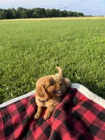 Purple Female Pup, a female Golden Retriever for sale in Center, MO – 6 of 9