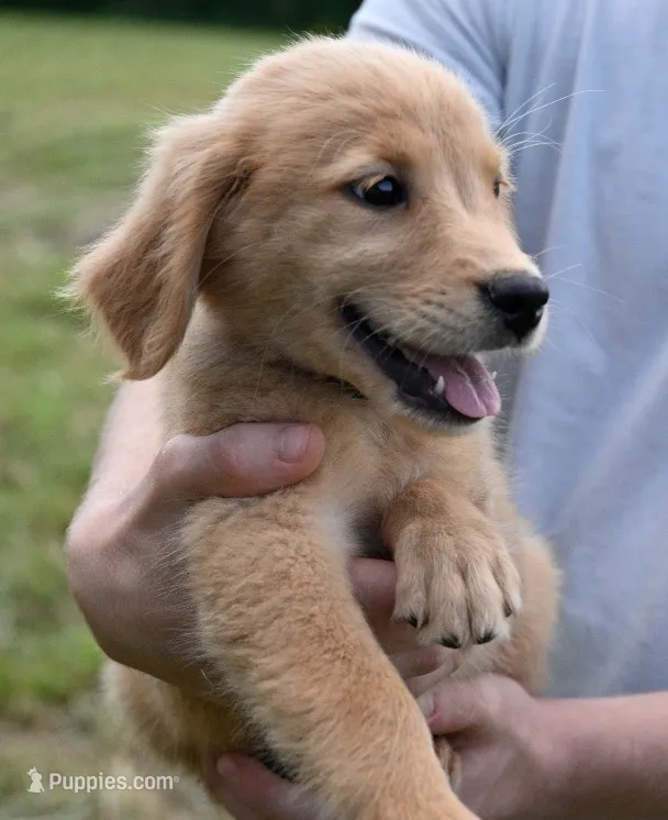 Red Female Pup – Golden Retriever puppy for sale in Center, MO
