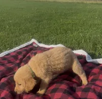 Light Green Male Pup, a male Golden Retriever for sale in Center, MO – 2 of 3