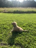 Blue Male Pup, a male Golden Retriever for sale in Center, MO – 3 of 5