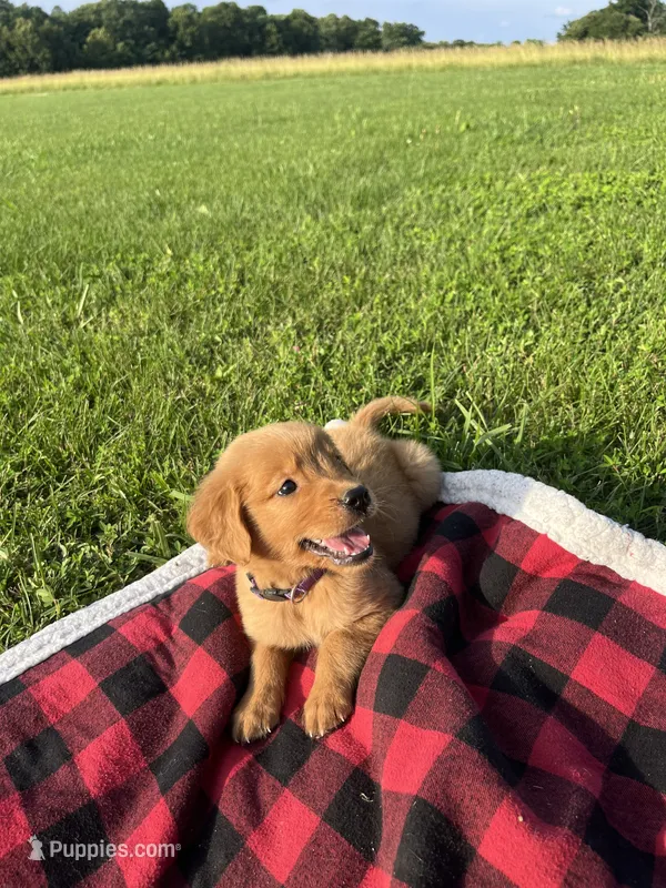 Purple Female Pup – Golden Retriever puppy for sale in Center, MO