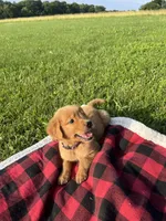 Purple Female Pup, a female Golden Retriever for sale in Center, MO – 1 of 9