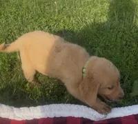 Light Green Male Pup, a male Golden Retriever for sale in Center, MO – 3 of 3