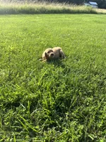 Green Male Pup, a male Golden Retriever for sale in Center, MO – 4 of 7